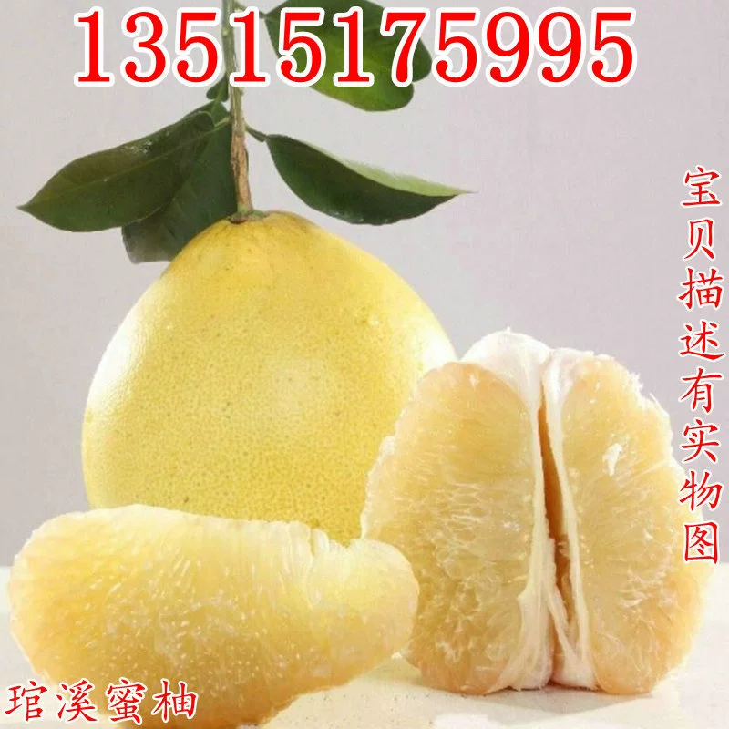 Pinghe Guanxi мед помело рассады белой плоти мед помело привитые помело рассады