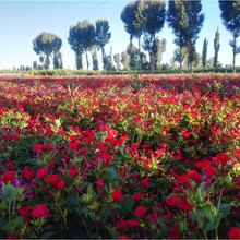 �����򻨷N���׷N����ҹ����N��ҹ����Ļ����׻��ѷ۶�����֬��