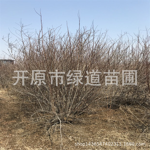 �����S��õ��Ֆ|���ͺ��S��õ��С��G�������ذ��S��õ����