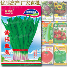 紫根韭菜种子 约300粒 四季可种 韭菜籽 易种易发芽 蔬菜种子批发