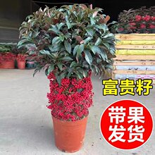 ���F�ѾGֲ����M�û��籱�������������҃ȿ͏d�����r�������Ծ�