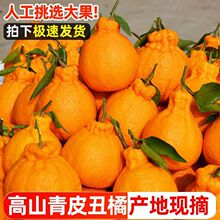 不知火丑橘10斤新鲜丑八怪橘子桔子耙耙柑橘当季水果包邮蜜橘1斤