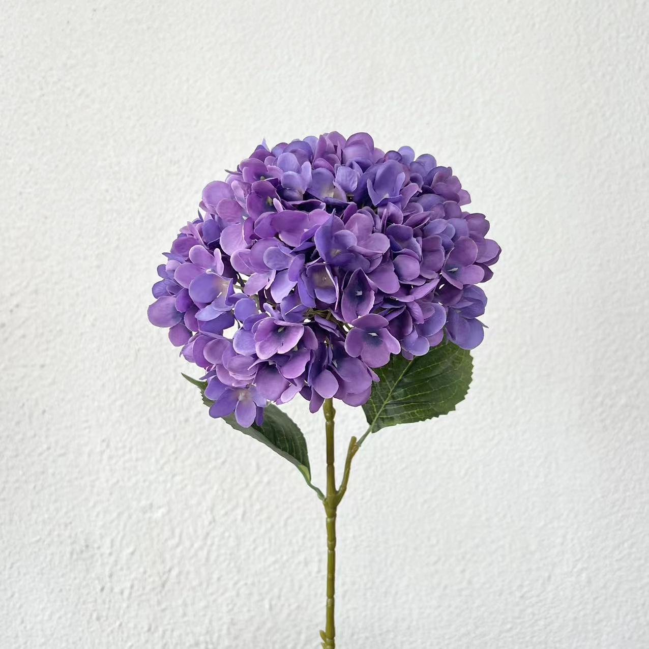 Hortensia púrpura grande