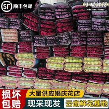 玫瑰花鲜花直发批发云南昆明鲜花直批国庆婚庆花店摆摊送人团购鲜