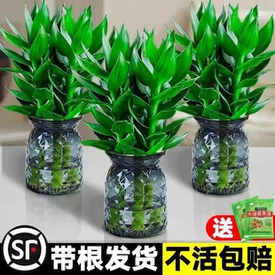 �^����ˮ��ֲ������F�������҃ȾGֲ�D�\��ˮ�B���~������՚�