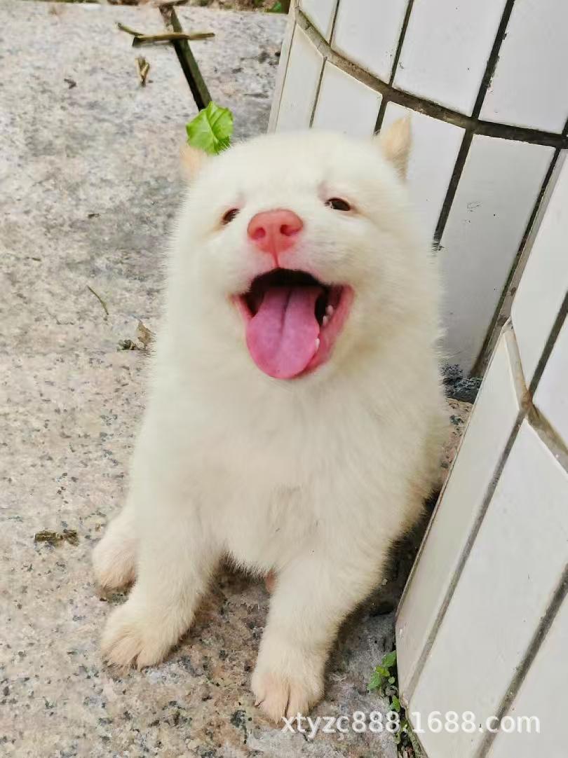 广西白土松田园犬幼犬活体狗狗伴侣犬白土松犬忠诚护主幼崽宠物狗-阿里巴巴