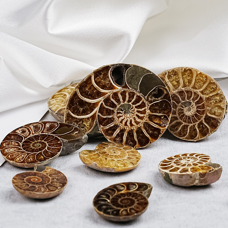 Cross-Border Hot-Selling Natural Marine Animal Fossils, Ammonite Snail Fossils, Paleontological Mineral Specimens, Kidsren's Popular Science Raw Stones