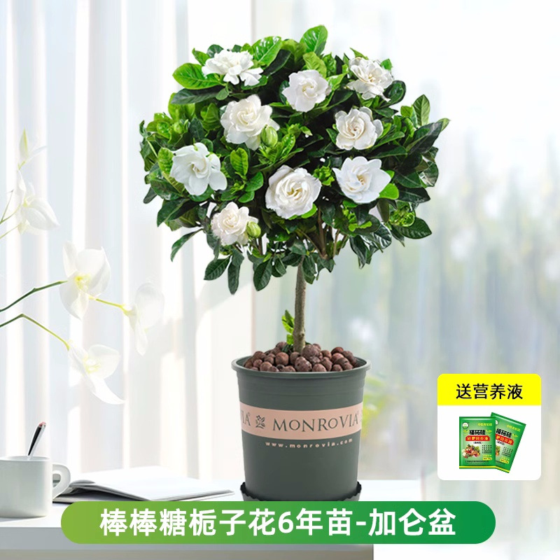 롤리팝 치자나무 약 60cm(갤런 화분) + 영양액 [새싹이 많음]