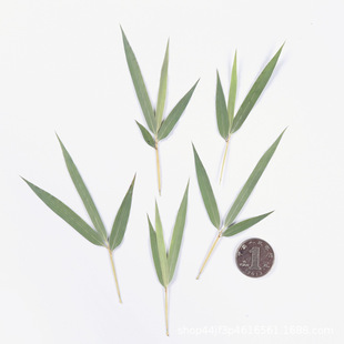 Bamboo Leaves, Dried Flowers, Embossed Natural Plant Specimens, Glue Handmade DIY Bookmarks, Greeting Cards, Postcards, Embossed Paintings