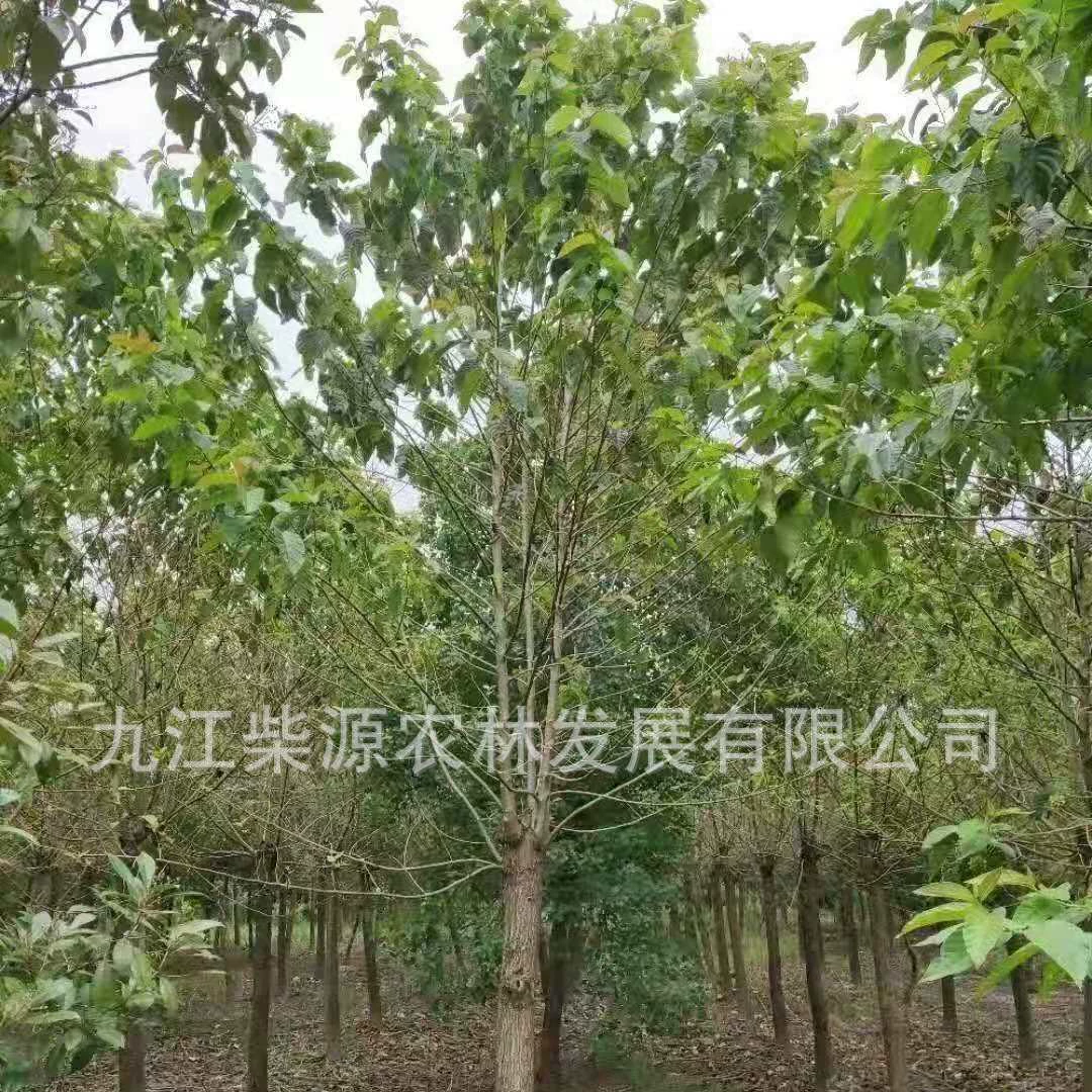 [Основание для рассады] Рассада водного каштана, Eclipta prostrata 3cm Водный каштан 5cm Водный каштан 25cm Водный каштан 15