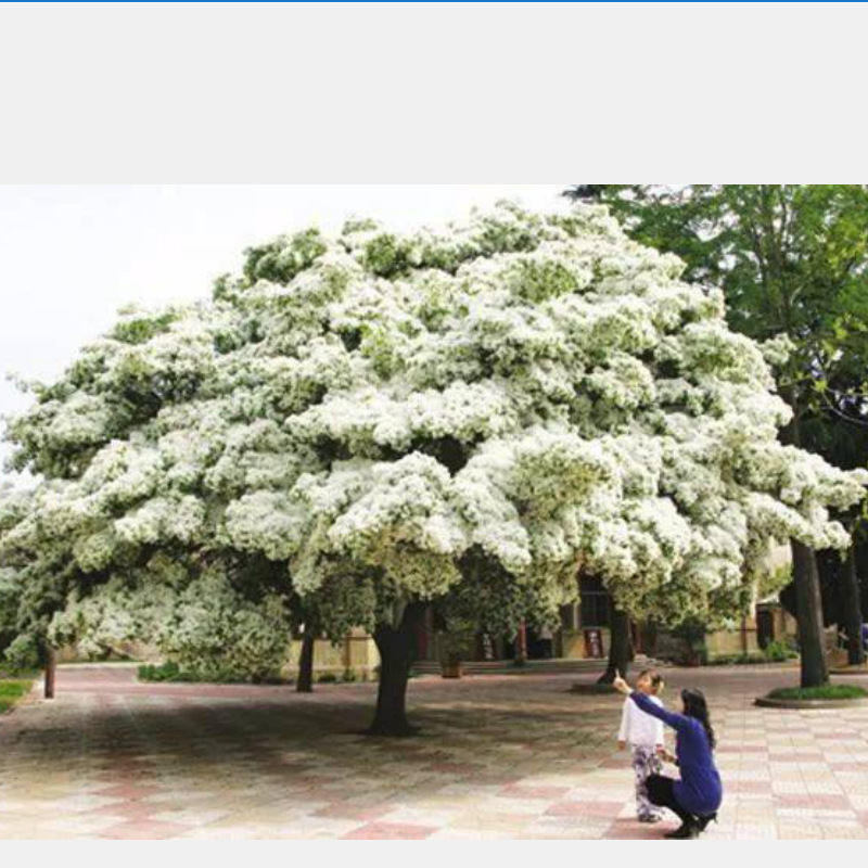 流苏花树苗嫁接桂花砧木流苏树小苗庭院风景树绿化苗木大树油根子