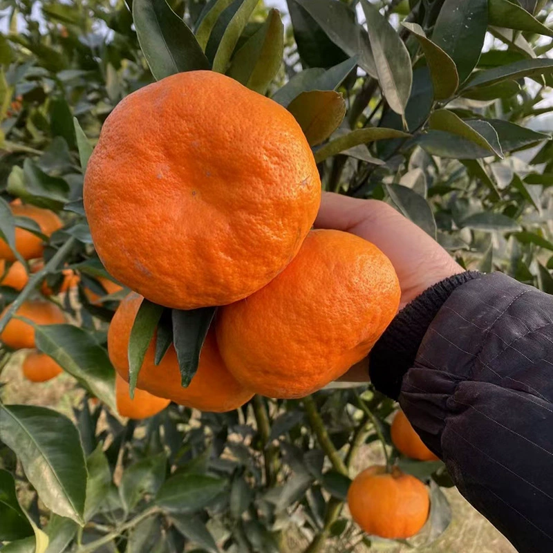 Саженцы цитрусовых с прививкой завтрашнего дня, новые сорта саженцев апельсинов для посадки на севере и юге, саженцы плодов позднеспелых сортов Сычуань, саженцы цитрусовых.