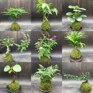 ̦�\��ˮ��ֲ���辰���������������Ѵ�������ѩ�R�渣��������