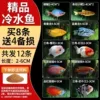 【Cold Water Fish】Buy 8 get 4 free
