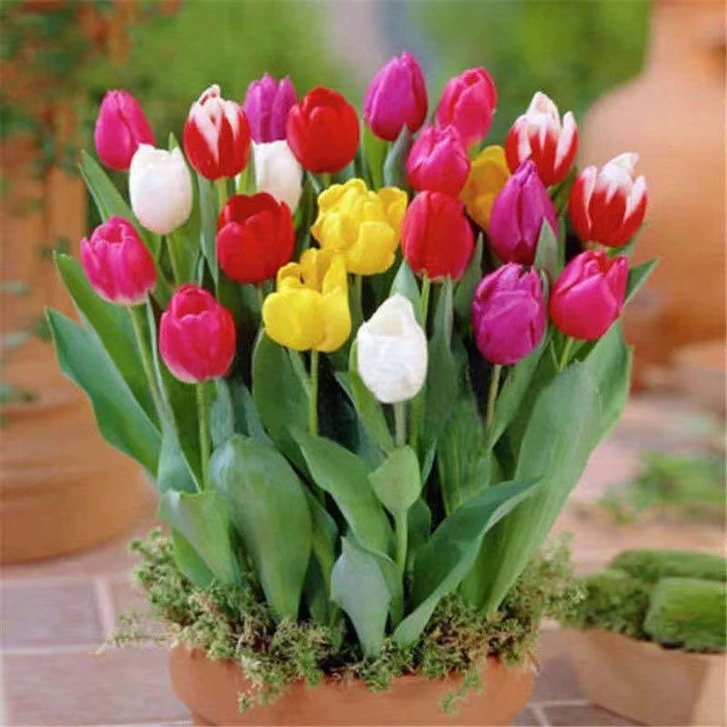 Голландские лампочки-тюльпаны, домашние тюльпаны, осенние и зимние цветочные лампочки, безґрунтовая гидропоника на открытом воздухе в горшках можно разместить