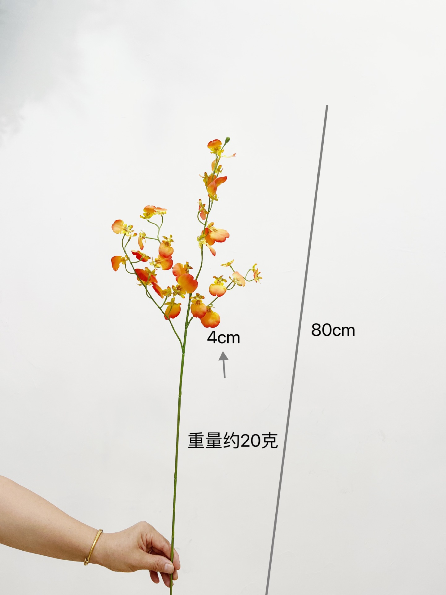 공작 춤 난초 [오렌지]