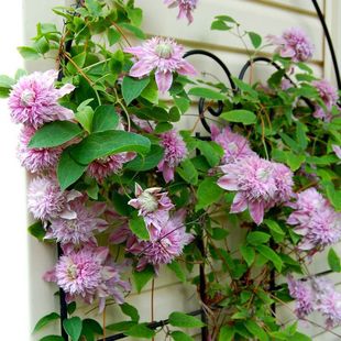 �@ˇֲ�������F��ɏ3��N�������҃��̨ͥԺ��Ȥֲ��N��