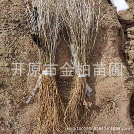 白柠条苗木批发防沙造林柠条锦鸡儿树苗耐寒耐旱锦鸡儿容器杯苗