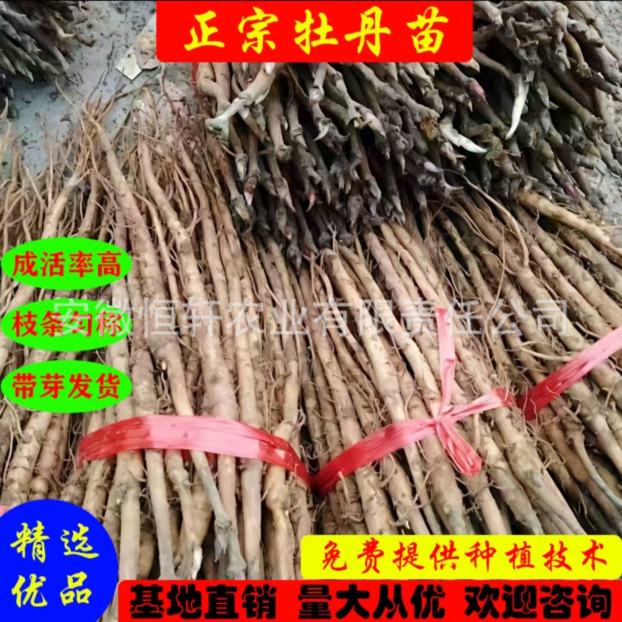 药用牡丹种苗油用凤丹牡丹种苗观赏牡丹苗榨油牡丹种苗批发小苗