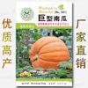 Giant pumpkin seeds about 5 grades of super large pumpkin seeds are adaptive and wide -to -storage vegetable seeds wholesale