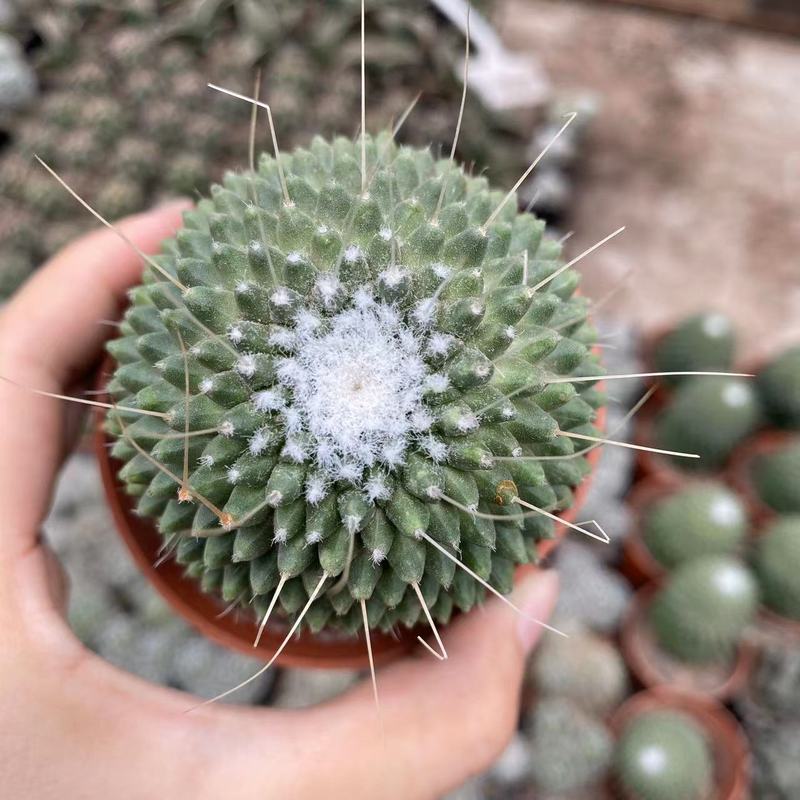 大仙人球コレクション、鉢植えの開花仙人掌、多肉植物、星兜瑞昌玉、玉龍鳳玉、玉翁|undefined