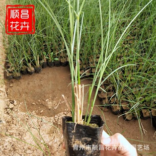 Wholesale Fine-Leaf Mango Cup Seedlings, Aquatic Plant Ornamental Water Body Greening, Qingzhou Flower Base Supply of Fine Leaves