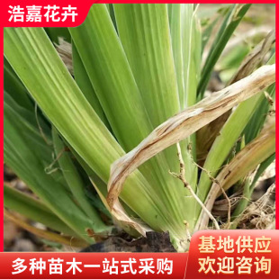 Aquatic Banana Plant Evergreen Aquatic Iris Yellow Flower Iris Shanxi Greening Project Seedlings Shandong Base Wholesale