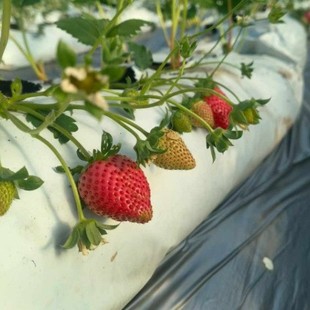 �F؛ ��ʽ�ڰ��L�l�Nֲ�� ��ݮ�I�B��Ҭ�����|����� ���|����