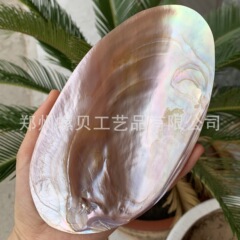 天然研磨単体光沢のある白真珠貝殻魚水槽造園撮影小道具フルーツプレート食器皿