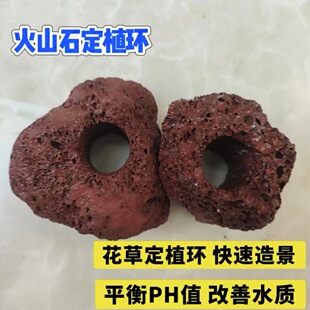 ��׻�ɽʯ�~�׺���ˮ��������ֲ�����̶�ˮ���������^�V��ֲ��