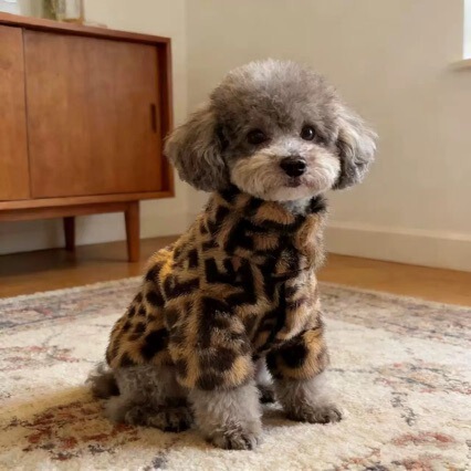 Coffee-Colored Leopard Print~Winter Thick Plush Cat Clothes, Pet Warm Sweatshirt, New Style Clothing for British Shorthair and Bichon Frise