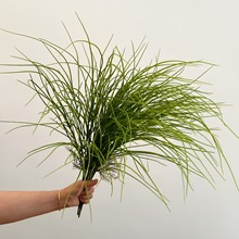 亚马逊仿真兰花草软装植物墙绿植盆栽造景装饰人造细草兰花叶水草