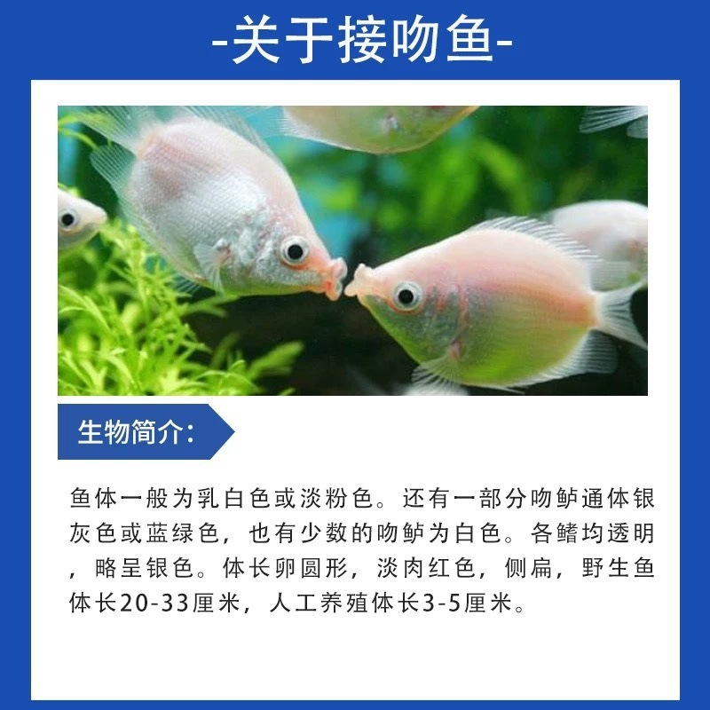 亲嘴鱼接吻鱼宠物鱼热带鱼观赏鱼萌萌哒鱼缸水族箱观赏鱼其他|undefined
