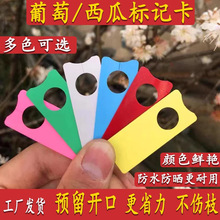 厂家直发花卉标签标签标识标签牌挂吊牌葡萄西瓜授粉记号卡标记牌