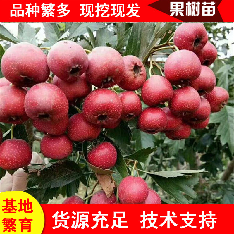 现挖现卖甜红籽山楂树苗 可看圃起苗 大五棱山楂苗大金星山楂树苗