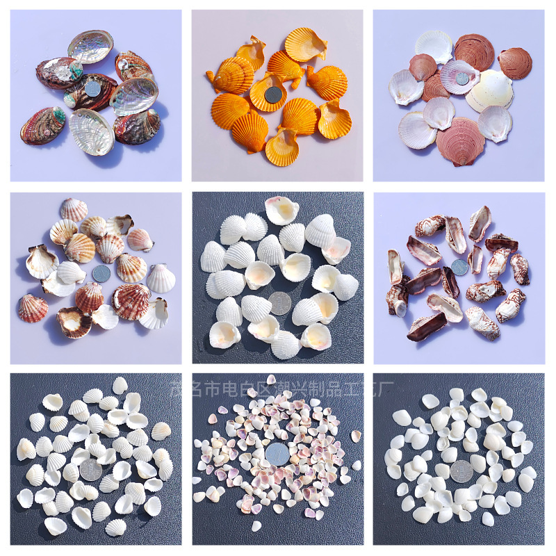 Natural conch shells by catty wholesale source origin fish tank landscaping crafts supplies 1-10cm scallop