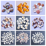 天然海螺贝壳按斤批发货源产地鱼缸造景工艺品耗材1-10厘米 扇贝