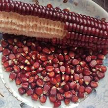 ���\�t������Ʒ�N�r���F�ݰ������ּZ���aꠕr�����N�s�Z������