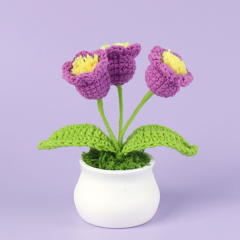 Orquídea de campana púrpura oscura (tres cabezas) pequeña maceta