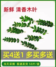 蛋糕装饰绿植迷迭香苗盆栽可食用驱蚊植物绿叶蛋糕装饰叶子新鲜跨