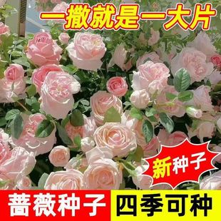 �����Nޱ���N�����ļ����N�_���¼�����ֲ�ﻨ������ͥԺ���ܷN��