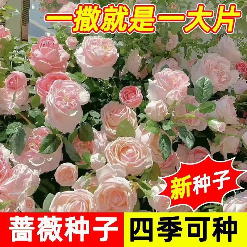 爬墙蔷薇花种籽子四季播种开花月季爬藤植物花籽室外庭院花卉种子