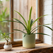 �羳�����m���~ޥ�m�~��ݼٻ��廨�Gֲ�̨�@ˇ���̵��mֲ�����l