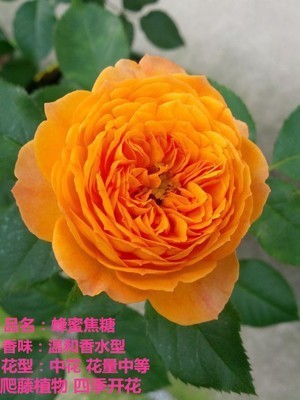 꿀 진한 베이지