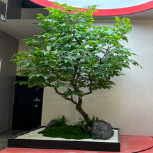 Řͼ٘SƵ҃쾰Gֲbc