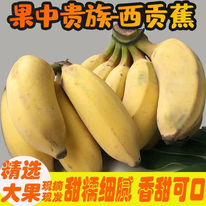 批发云南西贡米蕉小米蕉皇帝蕉新鲜水果香蕉应季水果香蕉芭蕉代发
