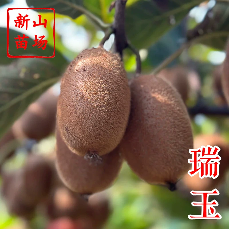 [Саженцы киви Ruiyu] Саженцы киви с зеленым мясом, классные свежие киви, опыление, дерево, вьющиеся саженцы киви