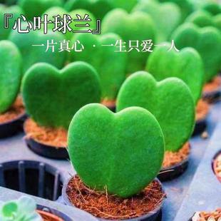 Heart-Leaf Ball Orchid, Succulent, Evergreen All Year Round, Easy to Maintain, Lover's Gift, Indoor Office Potted Plant