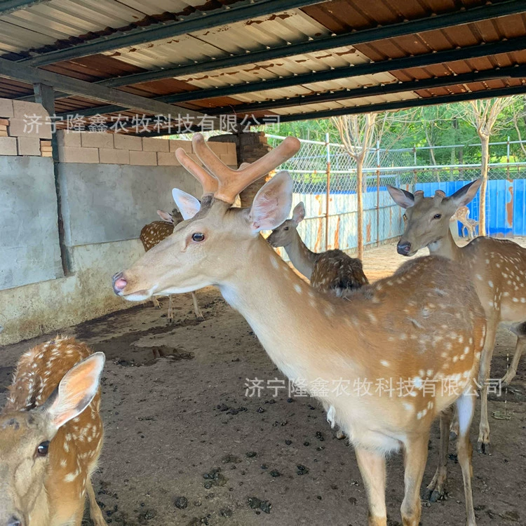 Родственники одомашнили цену оленей