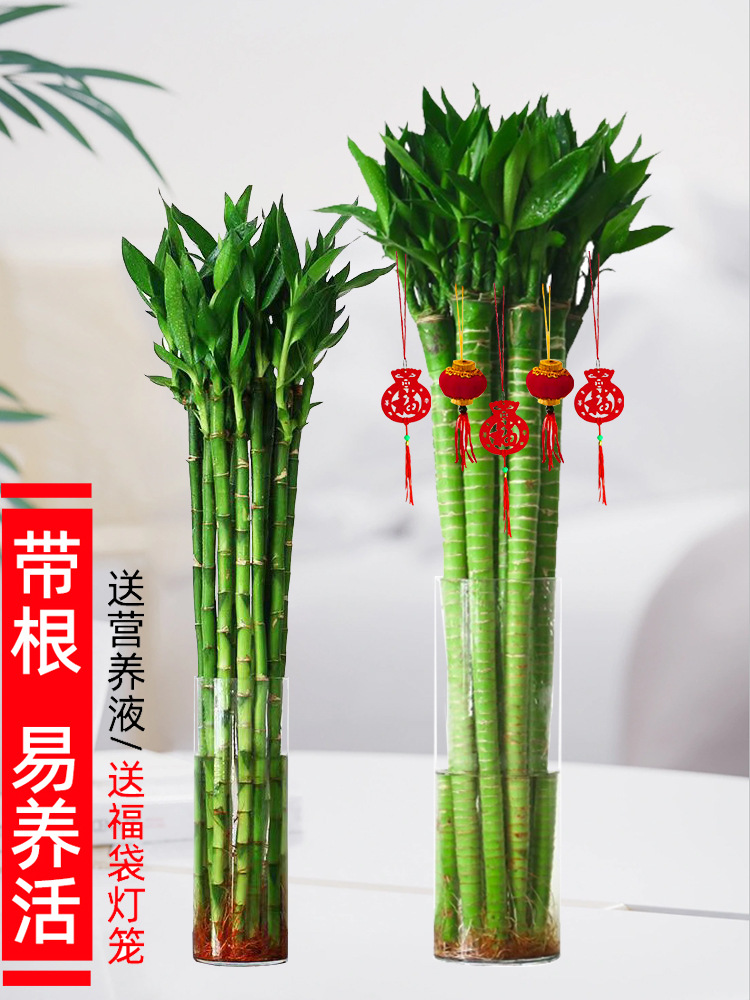 文昌竹龙竹4支带根水养富贵转运竹节节高水培植物室内客厅植物